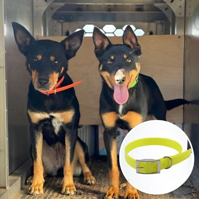 Collier pour chien | ProofPawâą
