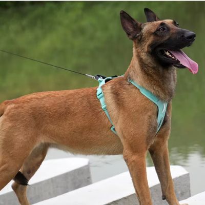 Harnais pour Chien | DogConfort™