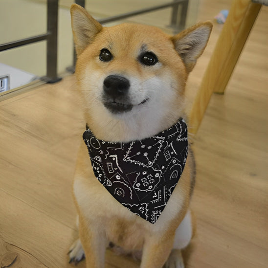 bandana-pour-chien-noir-funzeepet
