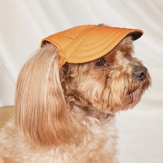 Casquette pourâ petit chien Pupper couleur marron clair
