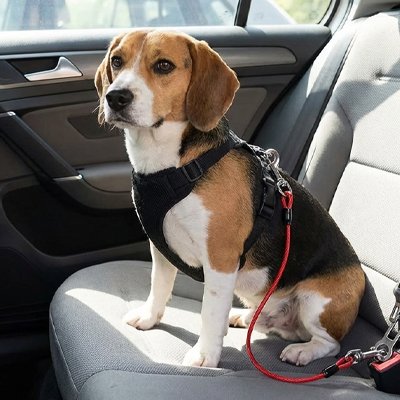 Ceinture de sécurité pour chien AttachToutou rouge robuste