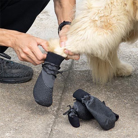 Chaussures pour Chien essais patte gauche
