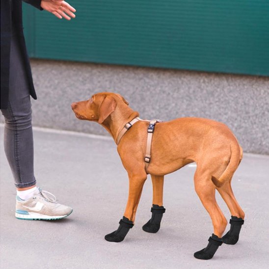 Chaussures pour chien grises bien ĂȘtre et confort jeune chien