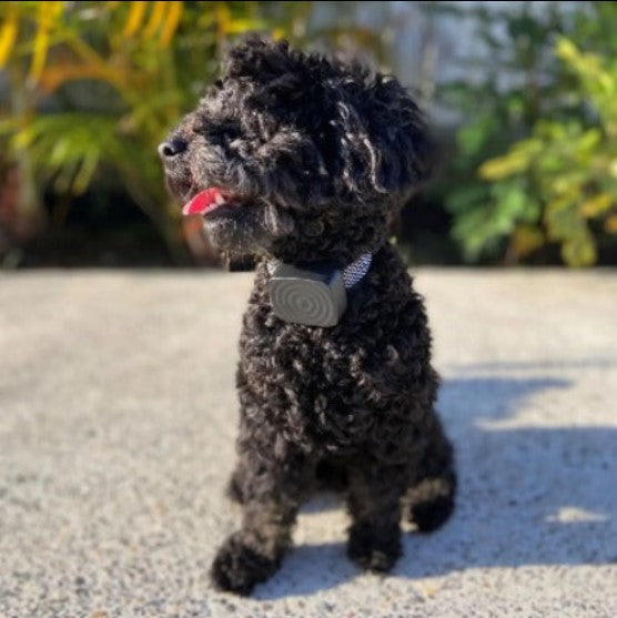 collier-anti-aboiement-pour-petit-chien-doux-sans-chocs