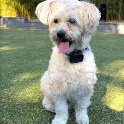 collier-anti-aboiement-pour-petit-chien-doux-sans-douleurs-sweetcollar