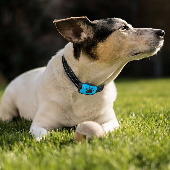 collier-anti-aboiement-vibration-bleu-softcollar