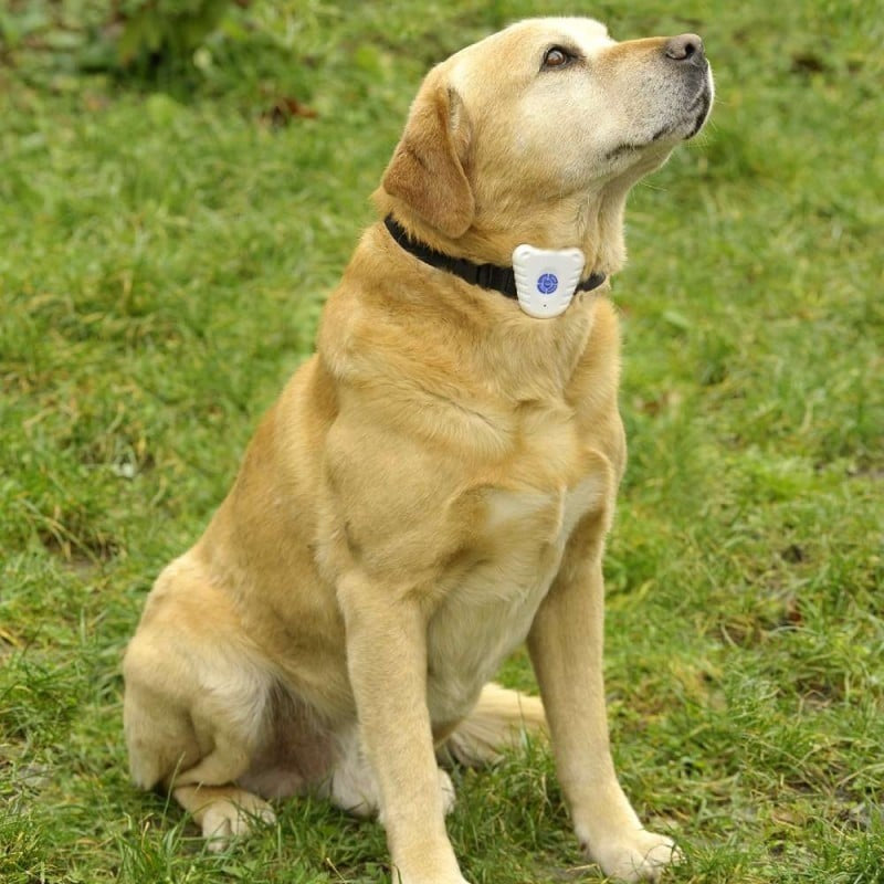 collier-anti-aboiements-chien-calme-mutedog