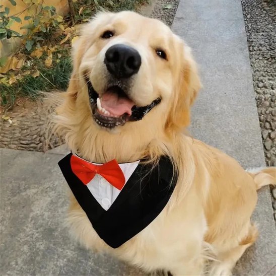 Collier Bandana Chien design nĆud papillon rouge labrador mignon