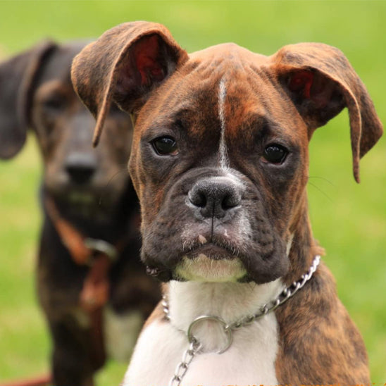 collier-chaine-chien-coulissant