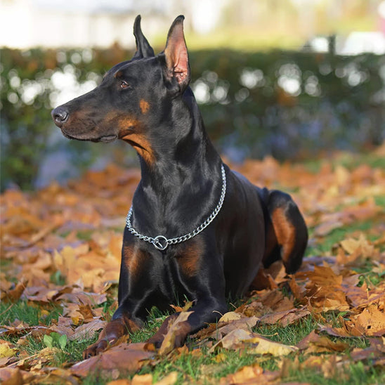 collier-chaine-chien-reglable