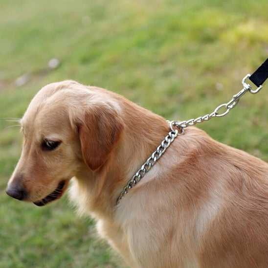 collier-chaine-chien-solide