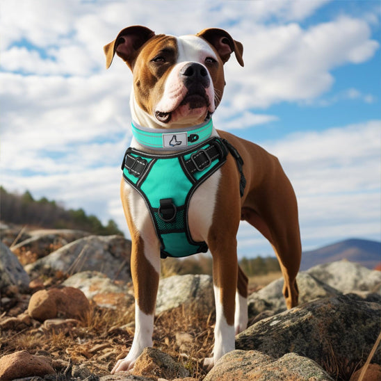 collier-chien-anti-irritation-vert