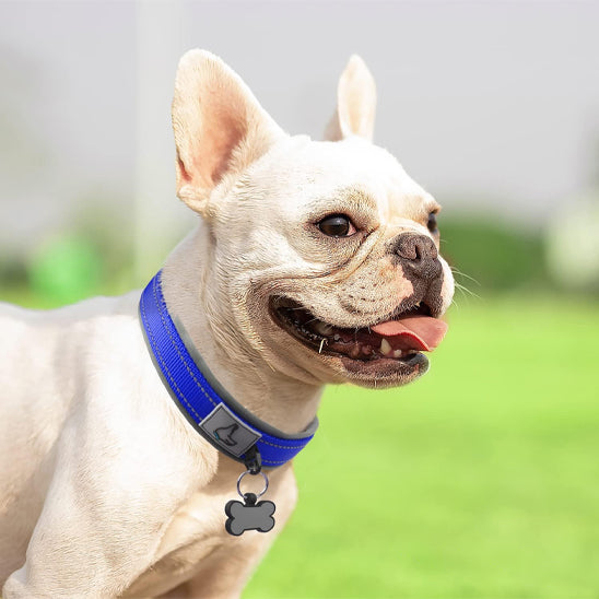 collier-chien-aventure-bleu
