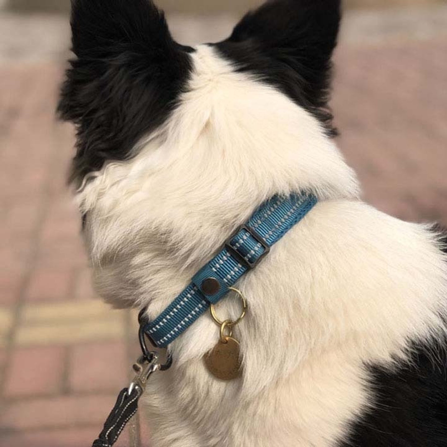 collier-chien-bleu-marine-truelove
