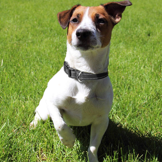collier-chien-confort-noir-protekolar