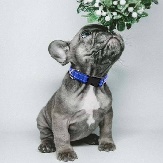 collier-chien-elegant-bleu-protekolar