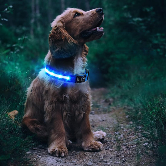 collier-chien-lumineux-bleu-compatible-airtag-gps-localidog