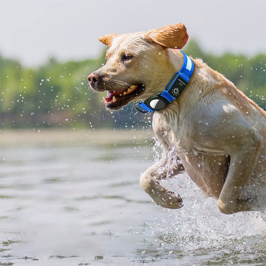 collier-chien-lumineux-bleu-grande-duree-utilisation-intensive-localidog