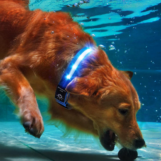collier-chien-lumineux-bleu-usb-rechargeable-autonomie-localidog