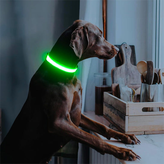 collier-chien-lumineux-vert-balades-nuit-nocturelax