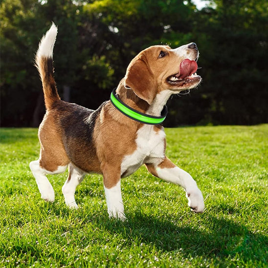 collier-chien-lumineux-vert-nocturelax
