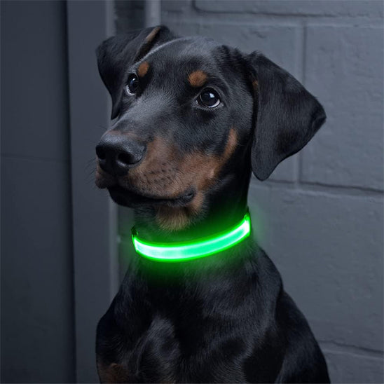 collier-chien-lumineux-vert-securite-nocturne-nocturelax