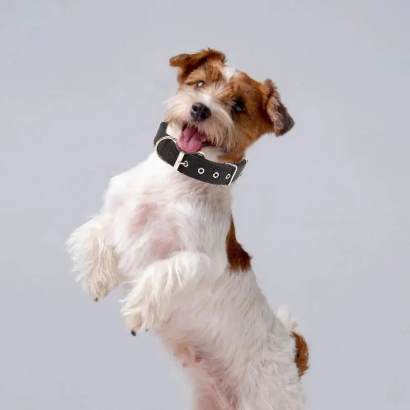 collier-chien-noir-ajustable-securite-renforcee-funnypetcollar