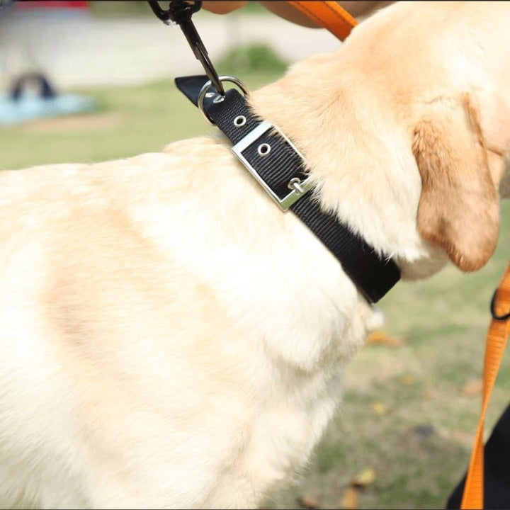 collier-chien-noir-robuste-indestructible-funnypetcollar