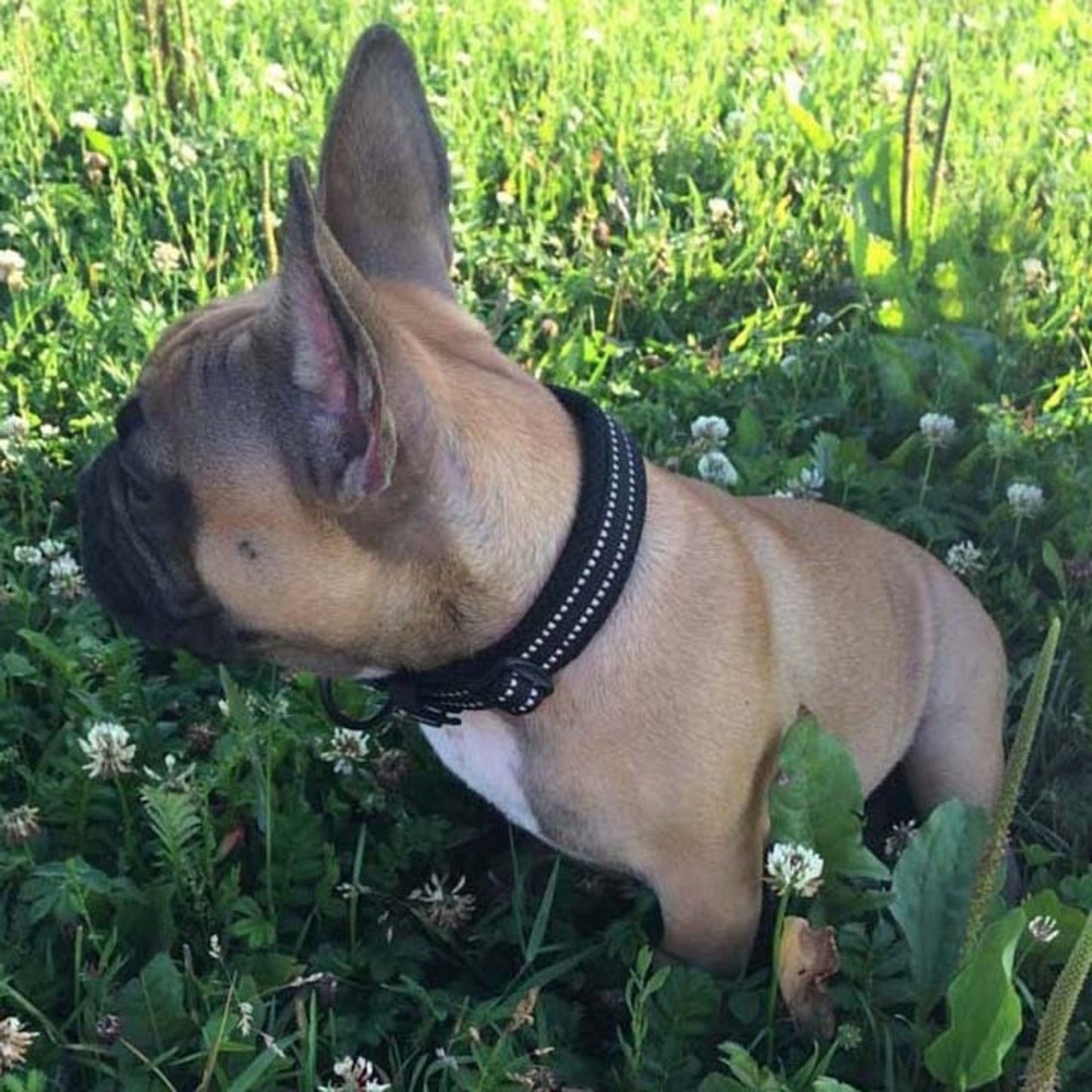 collier-chien-noir-truelove