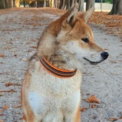 collier-chien-orange-reflechissant-truelove