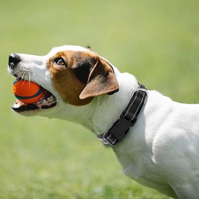 collier-chien-reflechissant-noir-protekolar