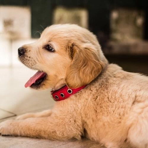 collier-chien-rouge-confortable-securite-promande-funnypetcollar