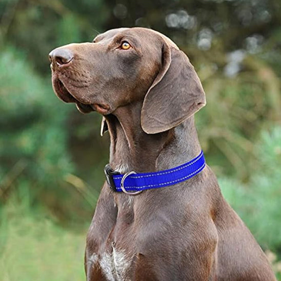 collier-chien-securite-bleu-protekolar