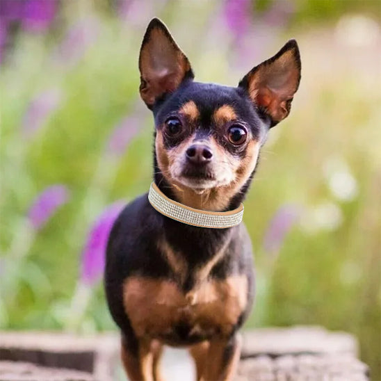 collier-chien-strass-marron-clair-chiwawa-lilystrass