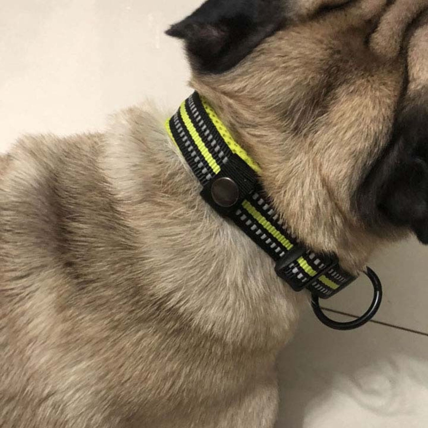 collier-chien-vert-truelove