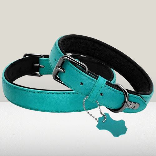collier-cuir-chien-bleu-clair