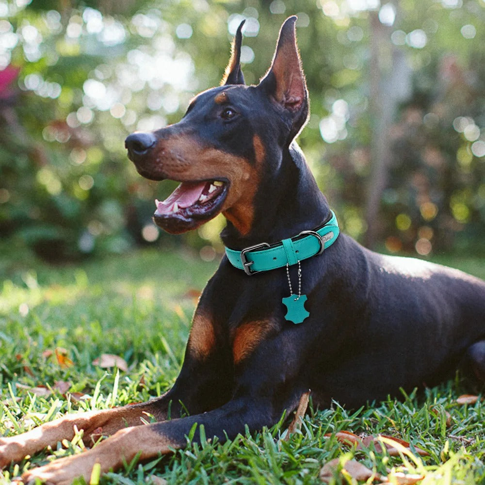 collier-cuir-chien-bleu-malinois