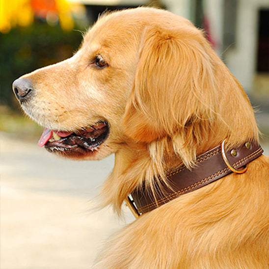 collier-cuir-chien-marron-golden-luxcuir