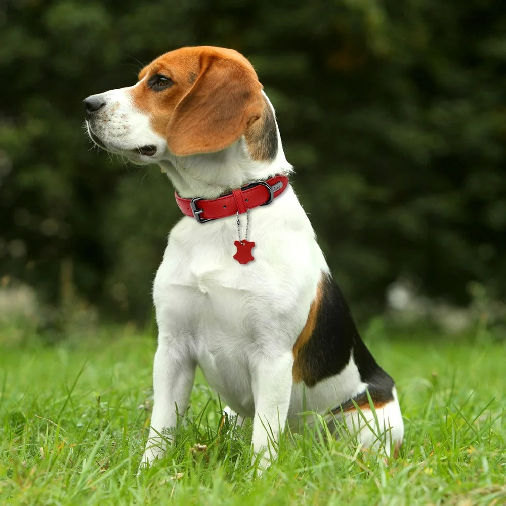 collier-cuir-chien-marron-solide