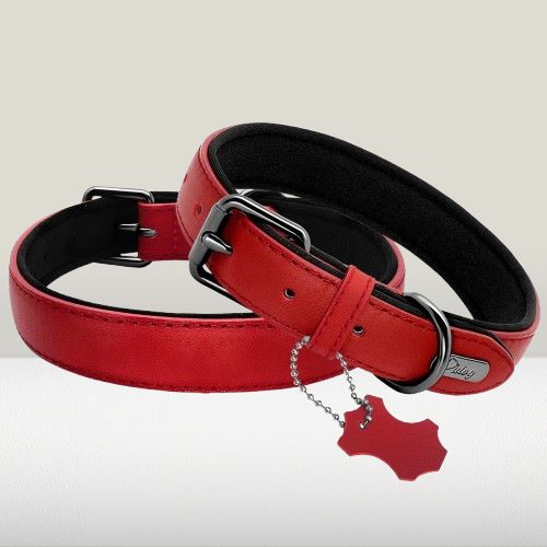 collier-cuir-chien-rouge