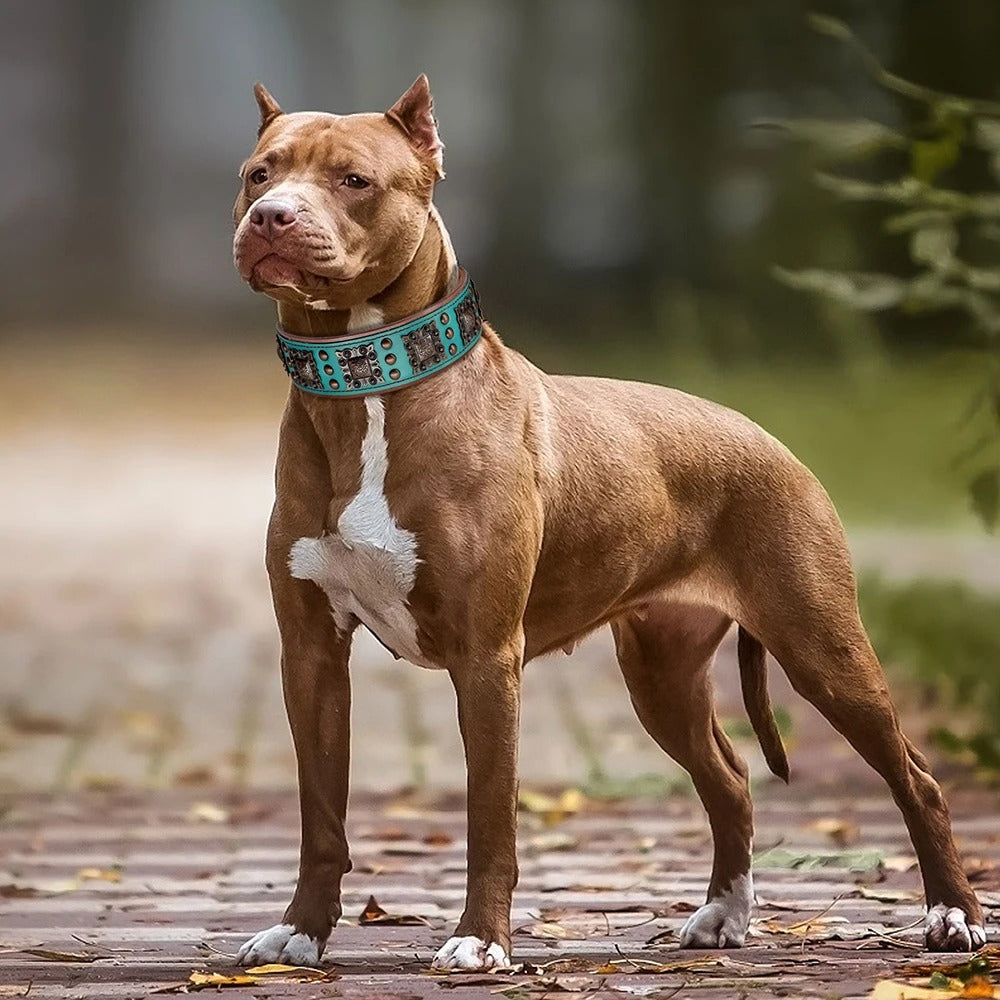 collier-cuir-chien-veritable-bleu-staff-vintdog