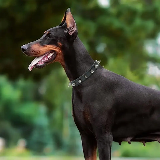 collier-en-cuir-pour-chien-clous-metal