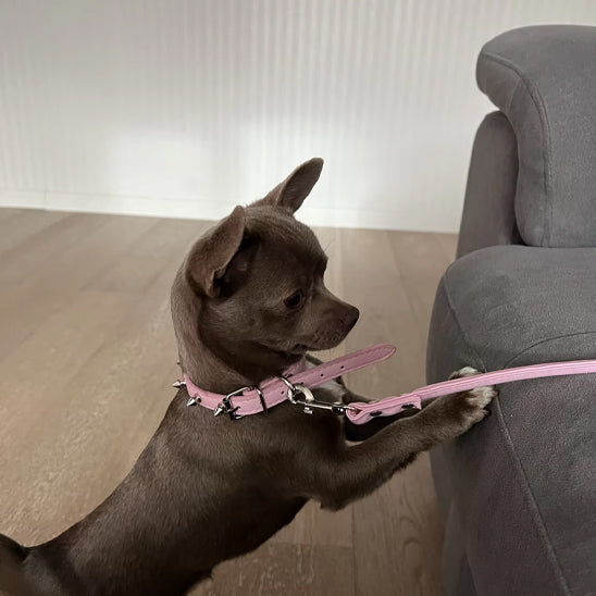 collier-en-cuir-pour-chien-design-cloute