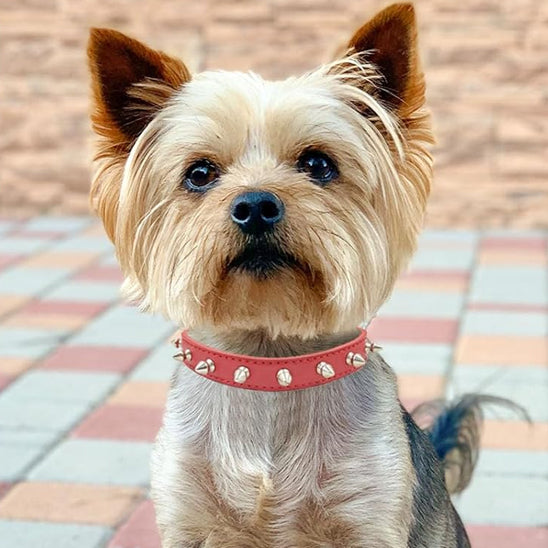 collier-en-cuir-pour-chien-rivets-decoratifs