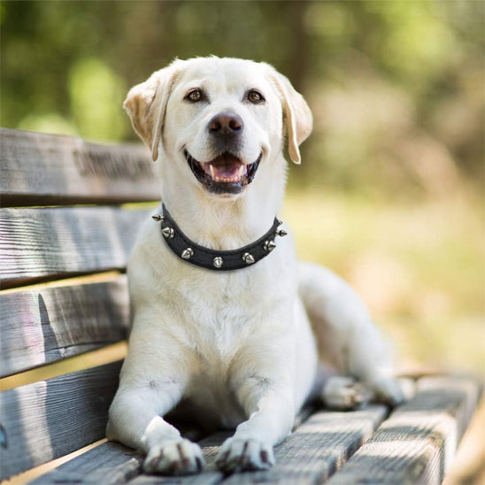 collier-en-cuir-pour-chien-securise-esthetique