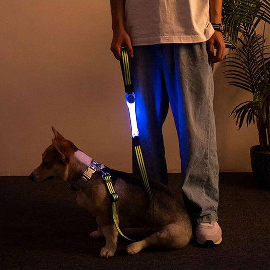 collier-lumineux-chien-adaptable-laisse-lumiaventure