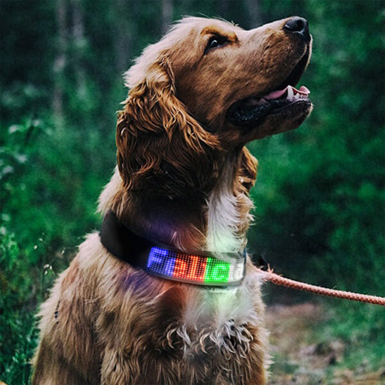 collier-lumineux-chien-led-colore-moovled