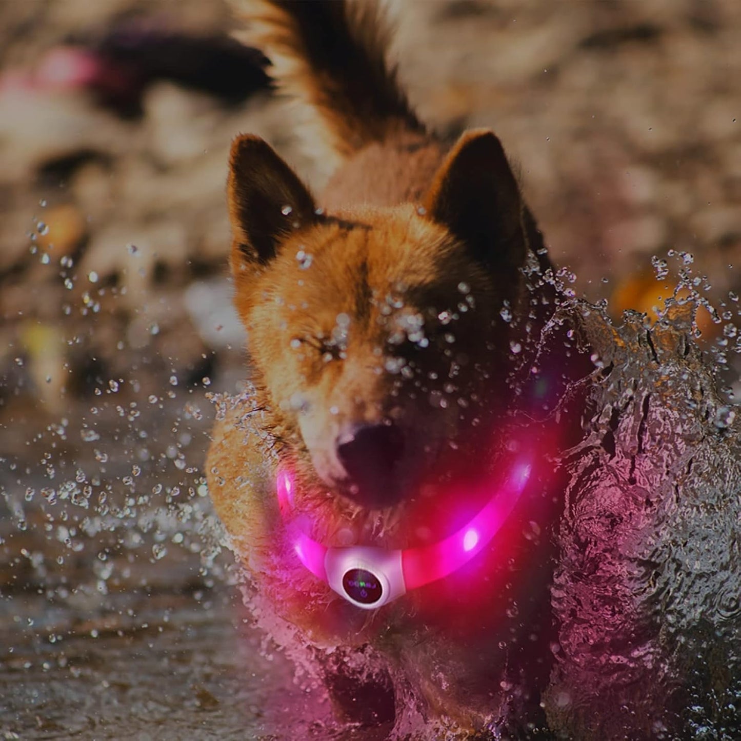collier-lumineux-chien-led-couleur-rose-cocomoyo