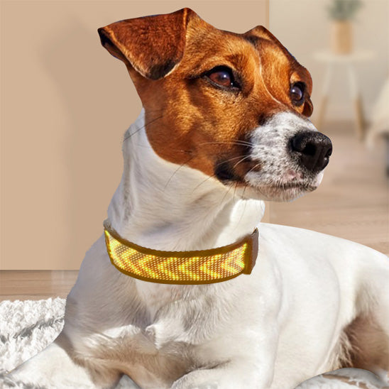 collier-lumineux-chien-led-defilant-jaune-moovled