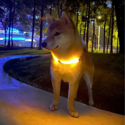 Collier Lumineux Chien | Bandes Led LumiAventure™